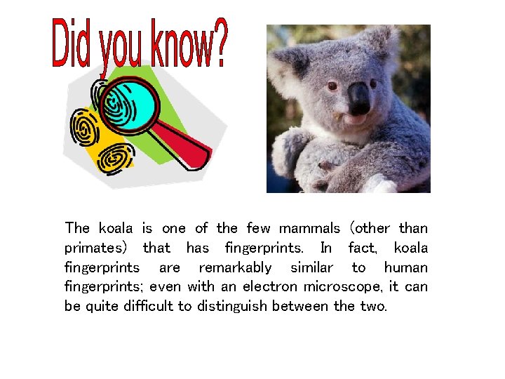 The koala is one of the few mammals (other than primates) that has fingerprints. The koala is one of the few mammals (other than primates) that has fingerprints.