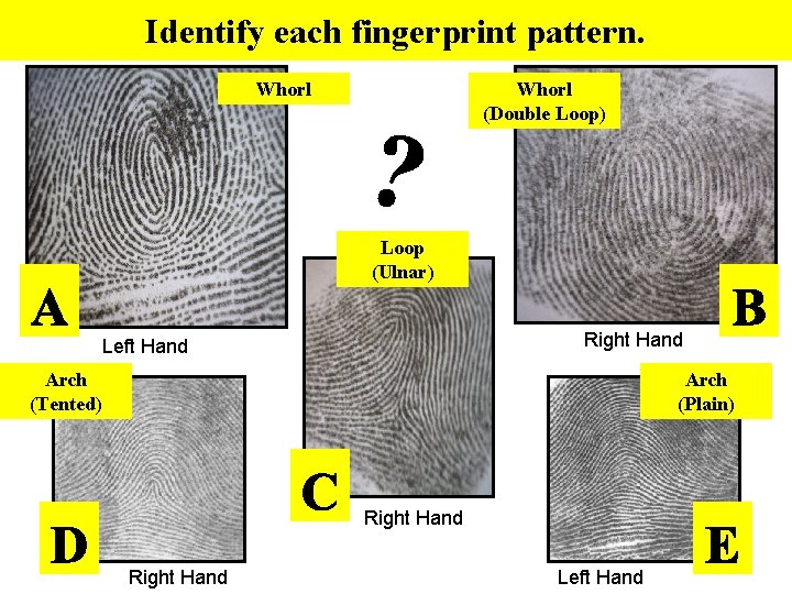 Identify each fingerprint pattern. Whorl (Double Loop) Loop (Ulnar) Right Hand Left Hand Arch