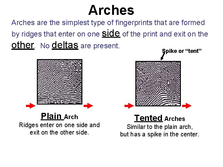 Arches are the simplest type of fingerprints that are formed by ridges that enter Arches are the simplest type of fingerprints that are formed by ridges that enter