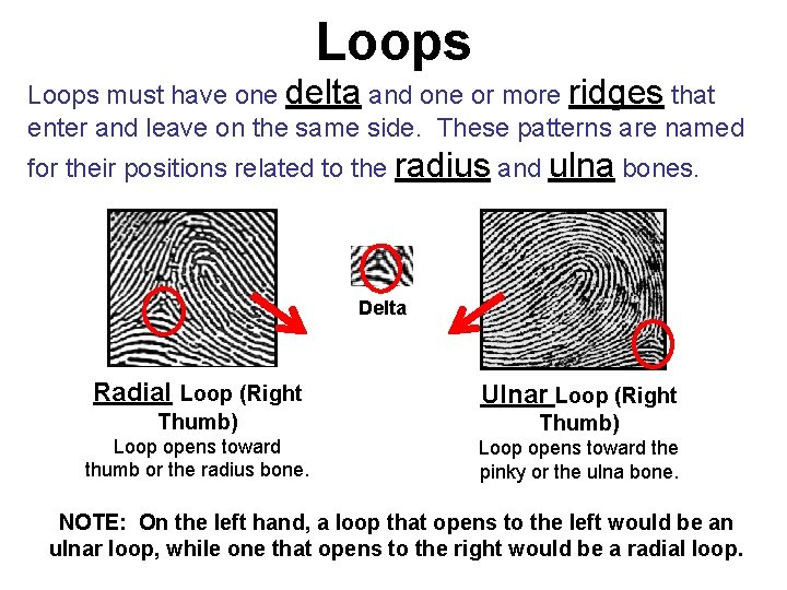 Loops must have one delta and one or more ridges that enter and leave Loops must have one delta and one or more ridges that enter and leave