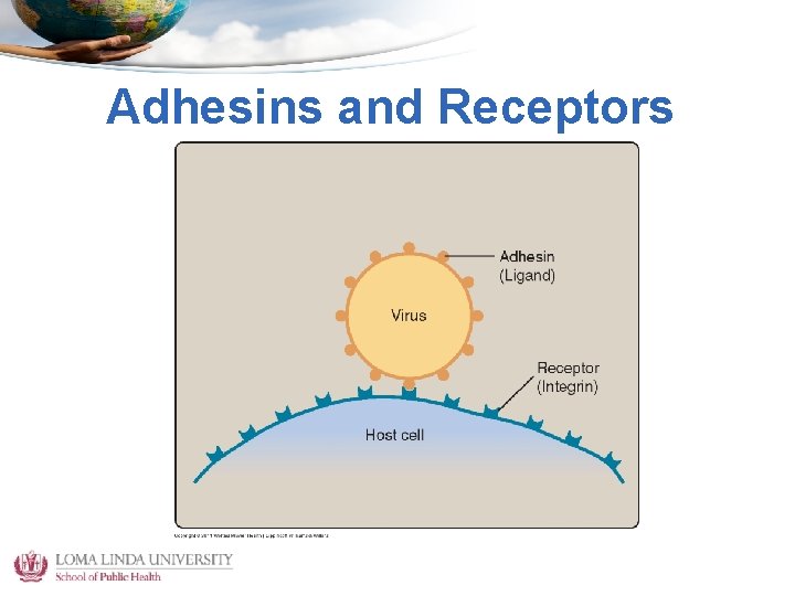 Adhesins and Receptors 