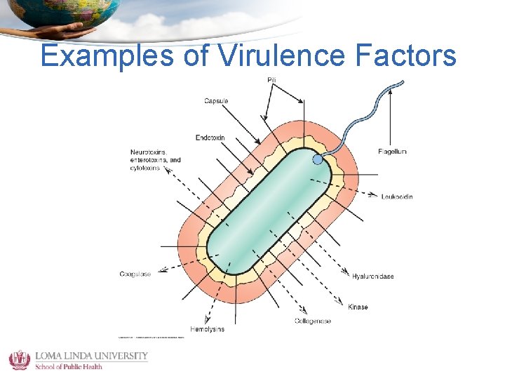 Examples of Virulence Factors 