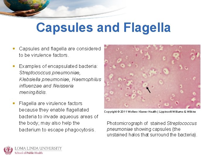 Capsules and Flagella • Capsules and flagella are considered to be virulence factors. •