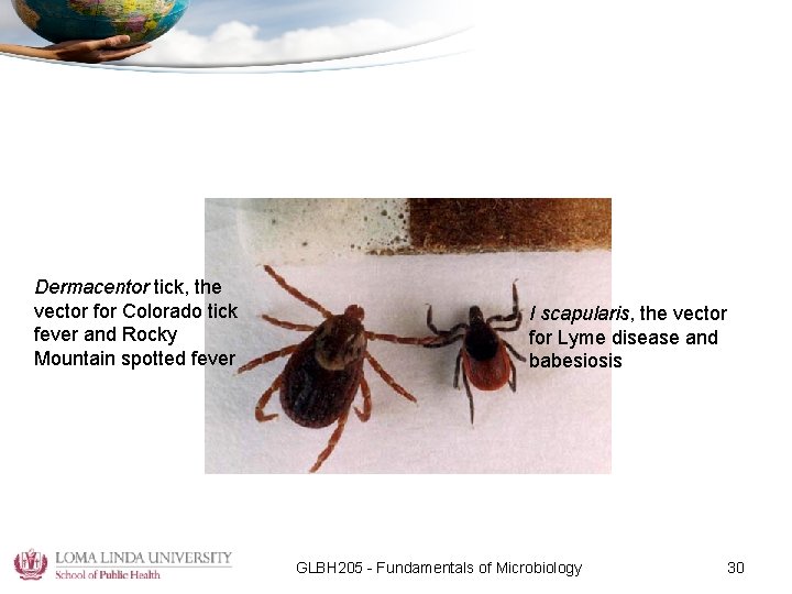 Dermacentor tick, the vector for Colorado tick fever and Rocky Mountain spotted fever I
