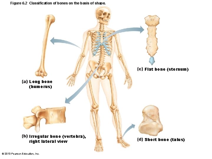 Figure 6. 2 Classification of bones on the basis of shape. Flat bone (sternum)