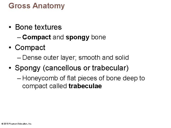 Gross Anatomy • Bone textures – Compact and spongy bone • Compact – Dense