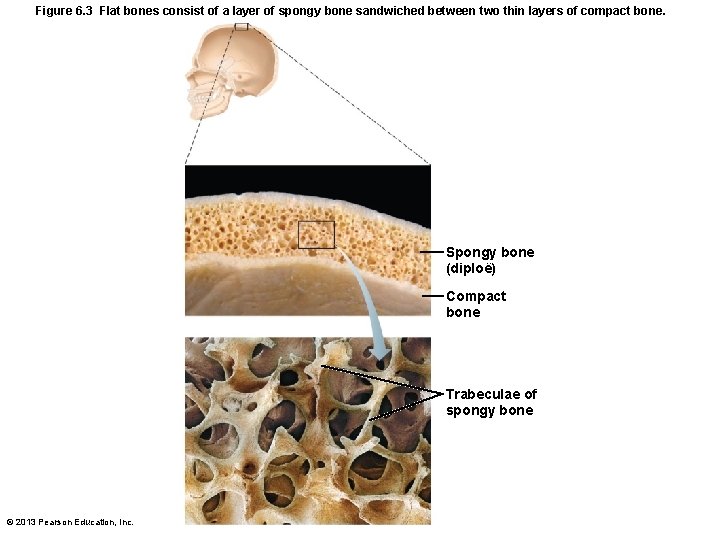 Figure 6. 3 Flat bones consist of a layer of spongy bone sandwiched between