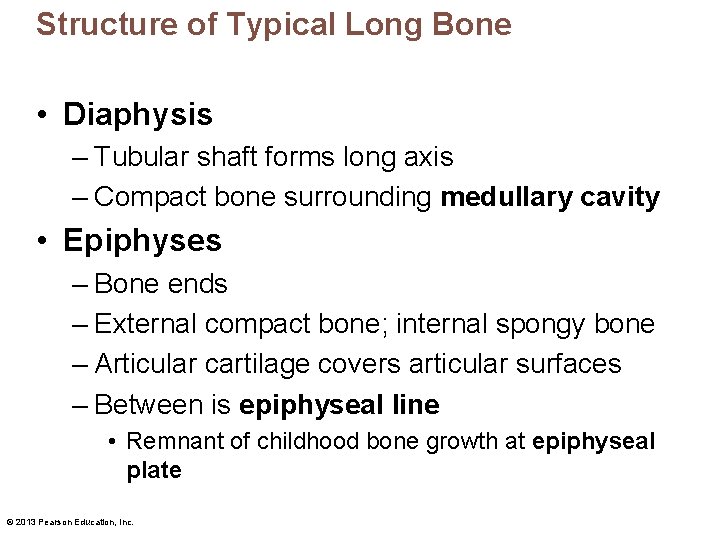 Structure of Typical Long Bone • Diaphysis – Tubular shaft forms long axis –