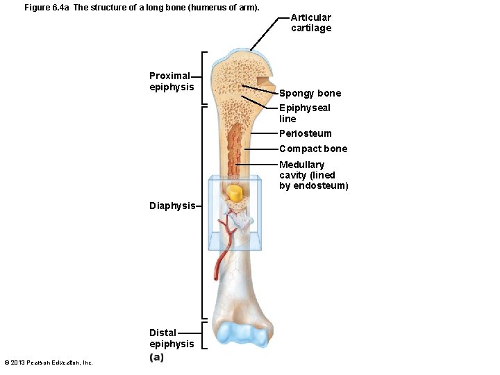 Figure 6. 4 a The structure of a long bone (humerus of arm). Proximal