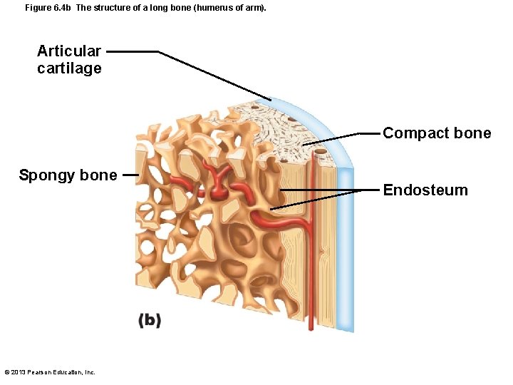 Figure 6. 4 b The structure of a long bone (humerus of arm). Articular