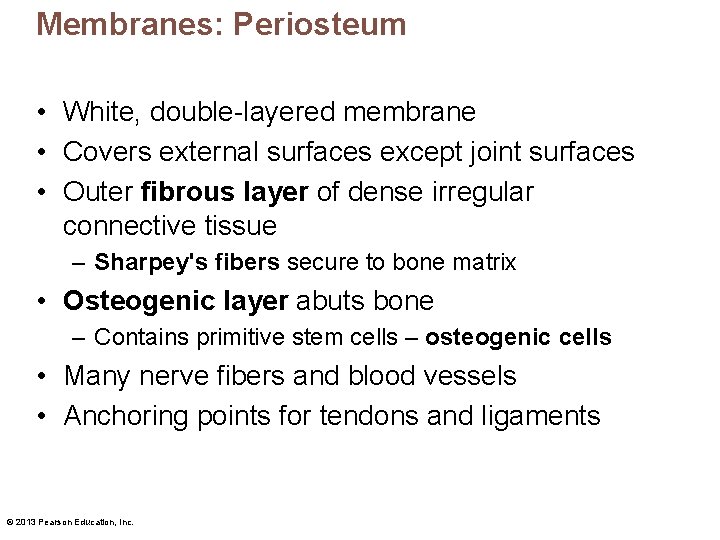 Membranes: Periosteum • White, double-layered membrane • Covers external surfaces except joint surfaces •