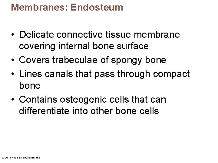 Membranes: Endosteum • Delicate connective tissue membrane covering internal bone surface • Covers trabeculae