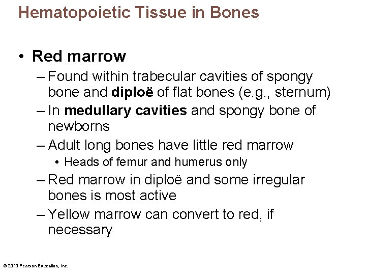 Hematopoietic Tissue in Bones • Red marrow – Found within trabecular cavities of spongy