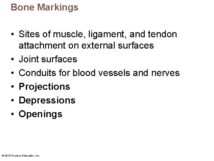 Bone Markings • Sites of muscle, ligament, and tendon attachment on external surfaces •