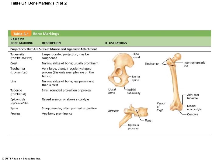 Table 6. 1 Bone Markings (1 of 2) © 2013 Pearson Education, Inc. 