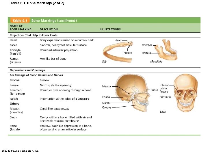 Table 6. 1 Bone Markings (2 of 2) © 2013 Pearson Education, Inc. 