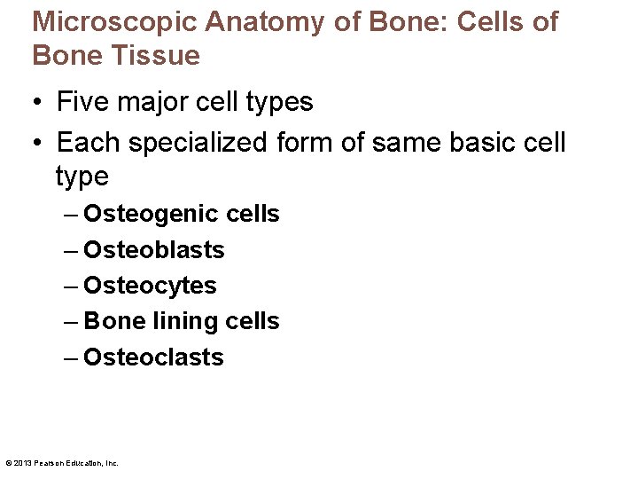 Microscopic Anatomy of Bone: Cells of Bone Tissue • Five major cell types •