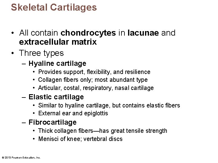 Skeletal Cartilages • All contain chondrocytes in lacunae and extracellular matrix • Three types