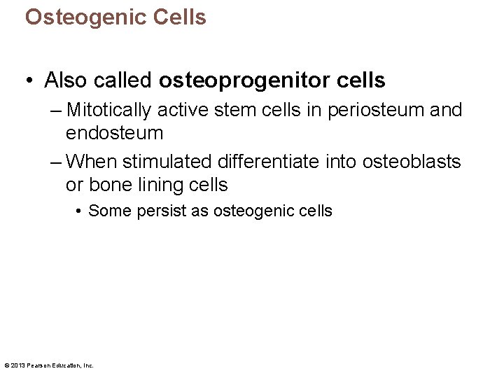 Osteogenic Cells • Also called osteoprogenitor cells – Mitotically active stem cells in periosteum