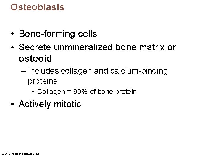 Osteoblasts • Bone-forming cells • Secrete unmineralized bone matrix or osteoid – Includes collagen