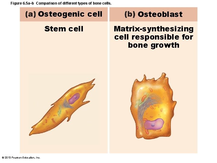 Figure 6. 5 a–b Comparison of different types of bone cells. Osteogenic cell Stem