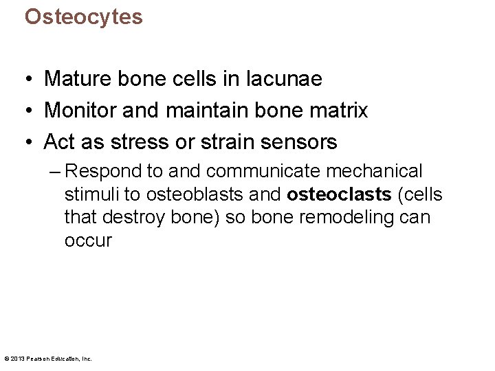 Osteocytes • Mature bone cells in lacunae • Monitor and maintain bone matrix •