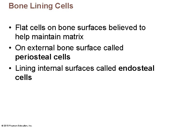 Bone Lining Cells • Flat cells on bone surfaces believed to help maintain matrix