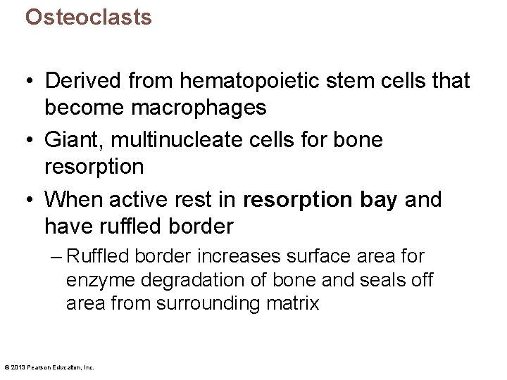 Osteoclasts • Derived from hematopoietic stem cells that become macrophages • Giant, multinucleate cells