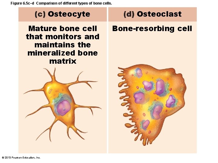 Figure 6. 5 c–d Comparison of different types of bone cells. Osteocyte Mature bone