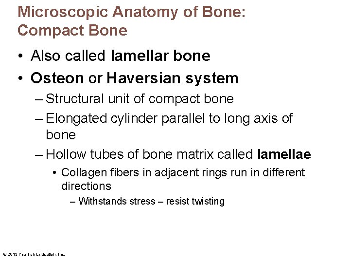 Microscopic Anatomy of Bone: Compact Bone • Also called lamellar bone • Osteon or