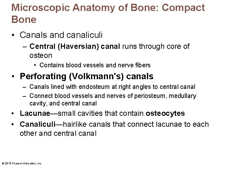 Microscopic Anatomy of Bone: Compact Bone • Canals and canaliculi – Central (Haversian) canal