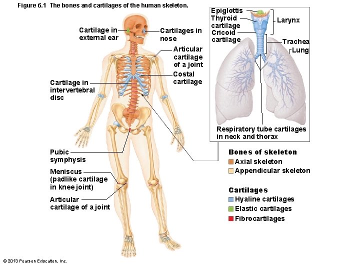 Figure 6. 1 The bones and cartilages of the human skeleton. Cartilage in external