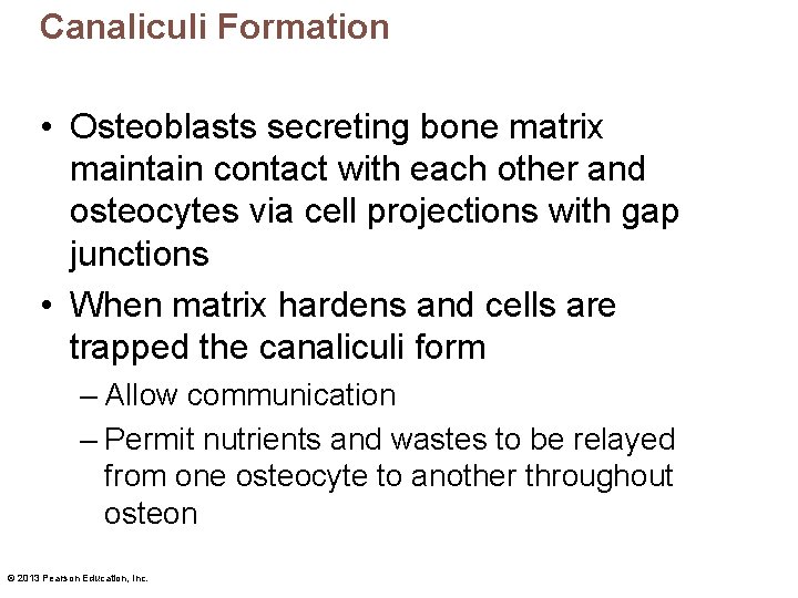 Canaliculi Formation • Osteoblasts secreting bone matrix maintain contact with each other and osteocytes