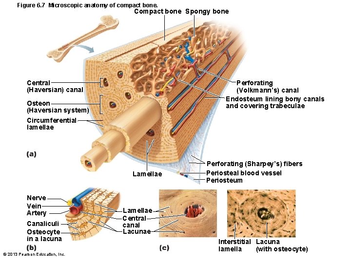 Figure 6. 7 Microscopic anatomy of compact bone. Compact bone Spongy bone Central (Haversian)