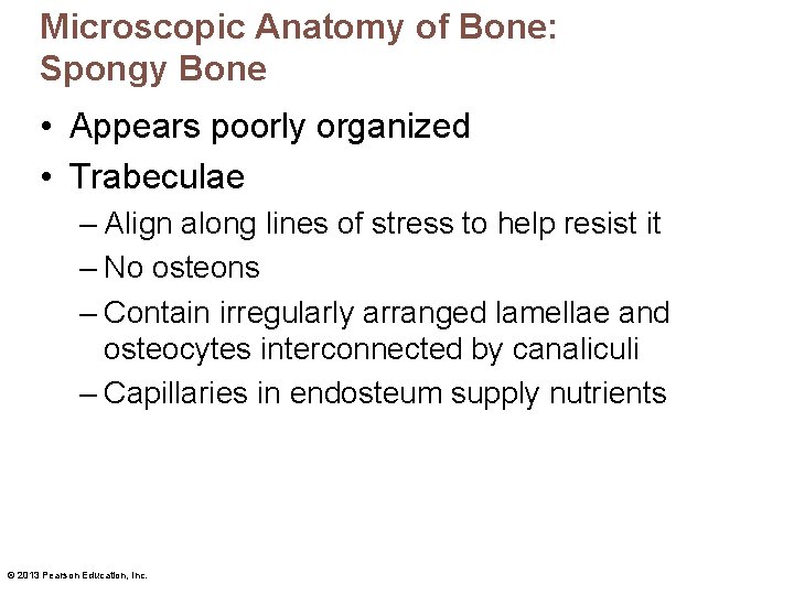 Microscopic Anatomy of Bone: Spongy Bone • Appears poorly organized • Trabeculae – Align
