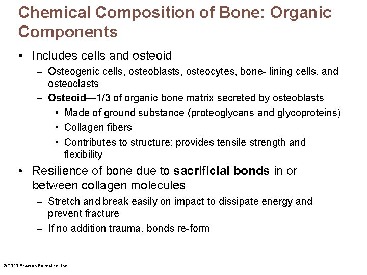 Chemical Composition of Bone: Organic Components • Includes cells and osteoid – Osteogenic cells,