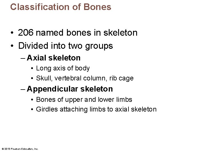 Classification of Bones • 206 named bones in skeleton • Divided into two groups