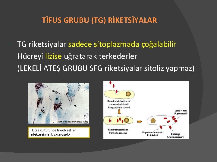 TİFUS GRUBU (TG) RİKETSİYALAR TG riketsiyalar sadece sitoplazmada çoğalabilir Hücreyi lizise uğratarak terkederler (LEKELİ