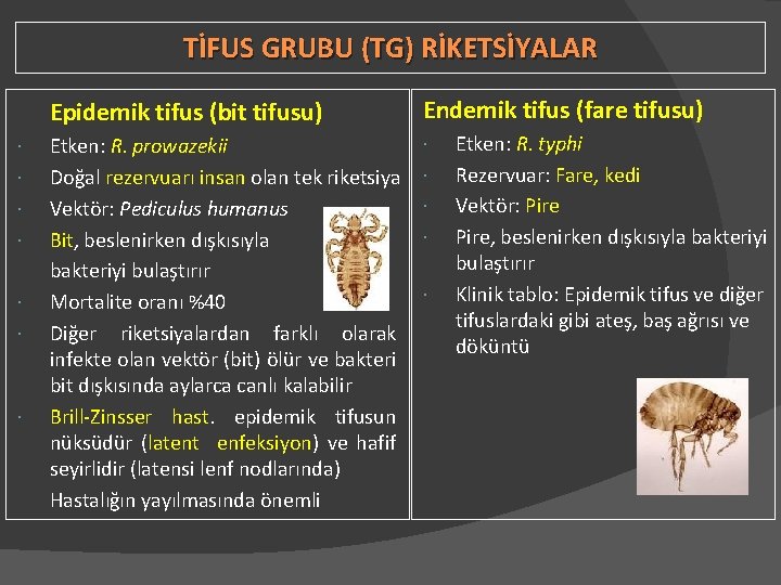 TİFUS GRUBU (TG) RİKETSİYALAR Epidemik tifus (bit tifusu) Endemik tifus (fare tifusu) Etken: R.