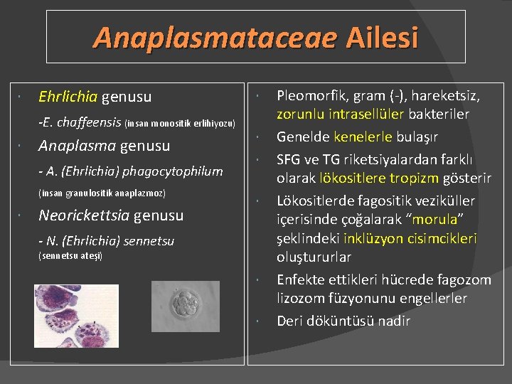 Anaplasmataceae Ailesi Ehrlichia genusu -E. chaffeensis (insan monositik erlihiyozu) Anaplasma genusu - A. (Ehrlichia)