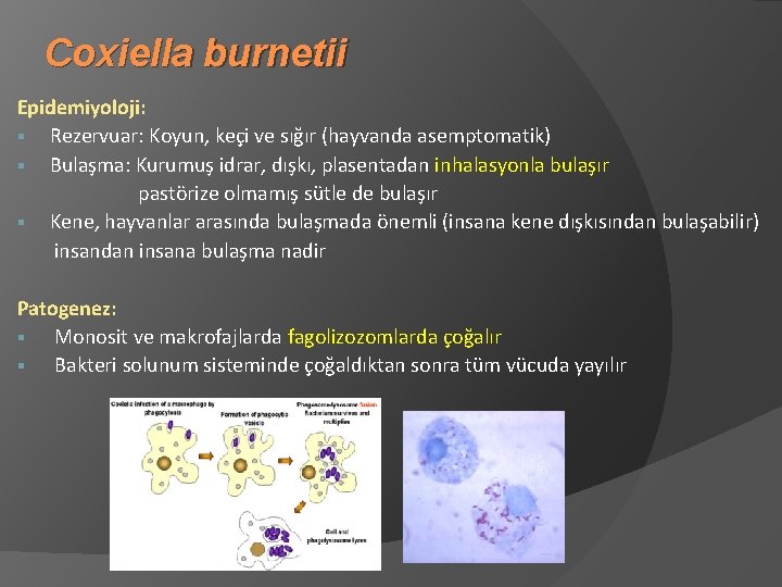 Coxiella burnetii Epidemiyoloji: § Rezervuar: Koyun, keçi ve sığır (hayvanda asemptomatik) § Bulaşma: Kurumuş