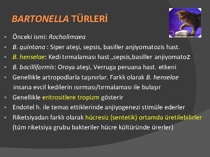 BARTONELLA TÜRLERİ § § § § Önceki ismi: Rochalimaea B. quintana : Siper ateşi,