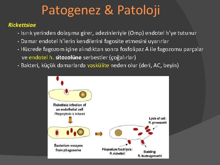 Patogenez & Patoloji Rickettsiae - Isırık yerinden dolaşıma girer, adezinleriyle (Omp) endotel h’ye tutunur