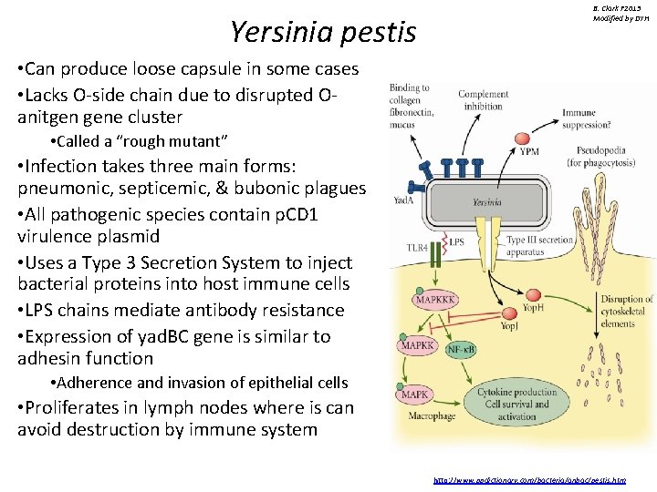 Yersinia pestis B. Clark F 2013 Modified by DYH • Can produce loose capsule