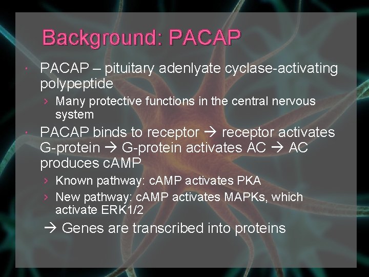 Background: PACAP – pituitary adenlyate cyclase-activating polypeptide › Many protective functions in the central