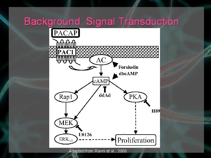 Background: Signal Transduction Adapted from Ravni et al. , 2008 