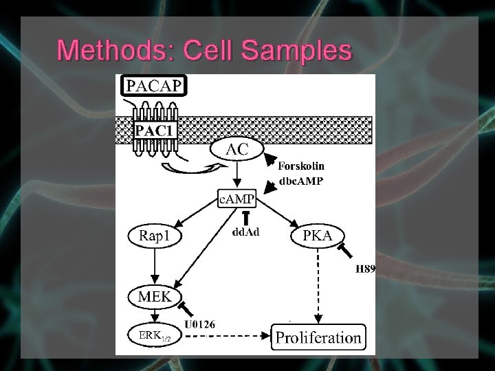 Methods: Cell Samples 