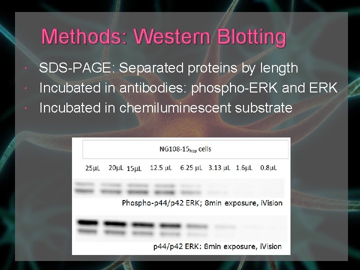 Methods: Western Blotting SDS-PAGE: Separated proteins by length Incubated in antibodies: phospho-ERK and ERK