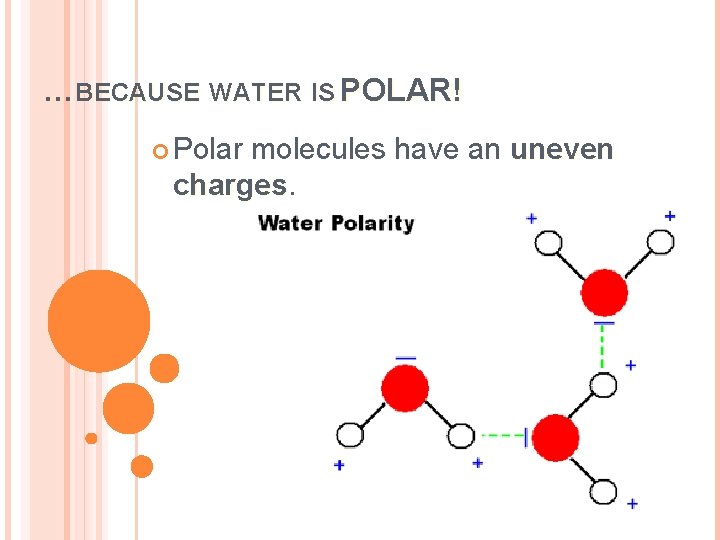 …BECAUSE WATER IS POLAR! Polar molecules have an uneven charges 