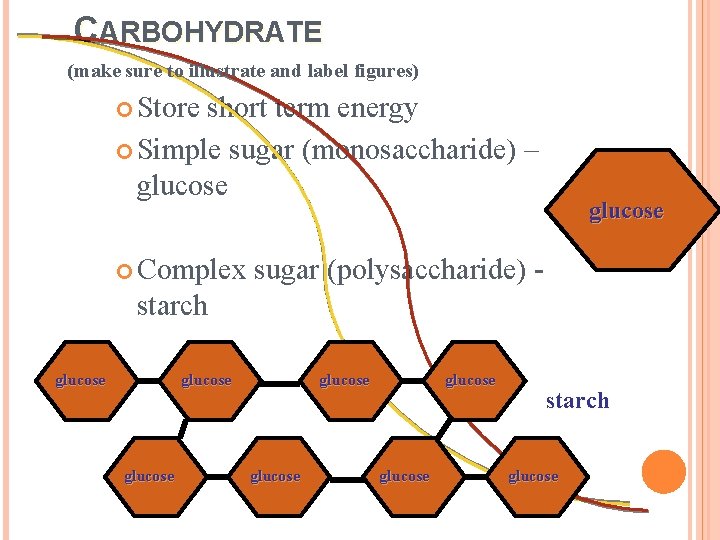 CARBOHYDRATE (make sure to illustrate and label figures) Store short term energy Simple sugar